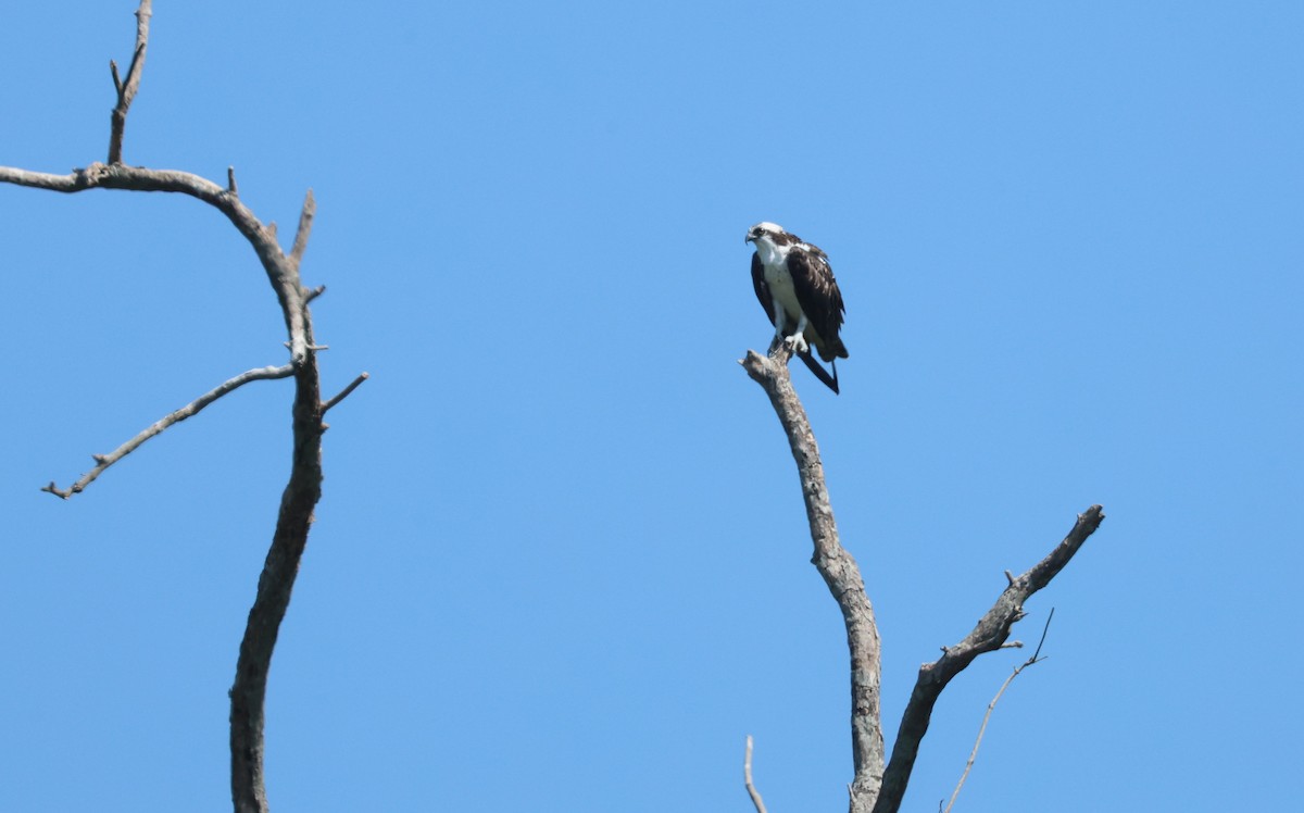 Águila Pescadora - ML614796422