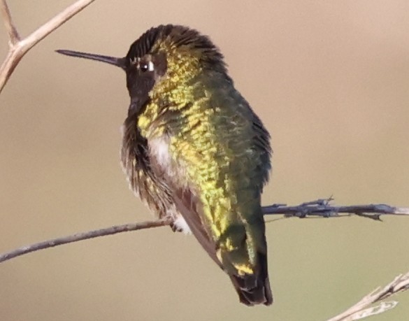 Anna's Hummingbird - George Nothhelfer