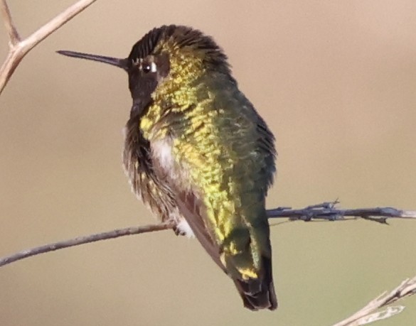 Anna's Hummingbird - ML614796427