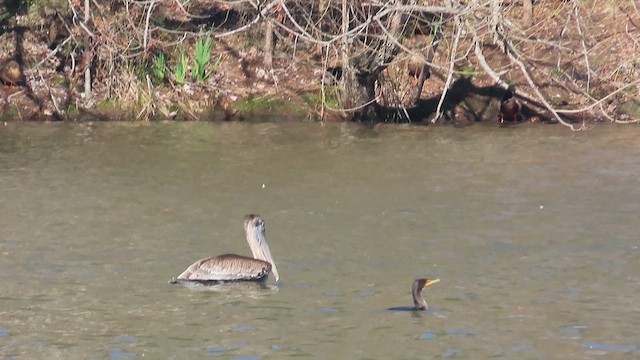 Brown Pelican - ML614796448