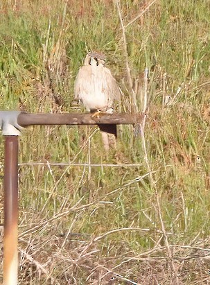 American Kestrel - ML614796463