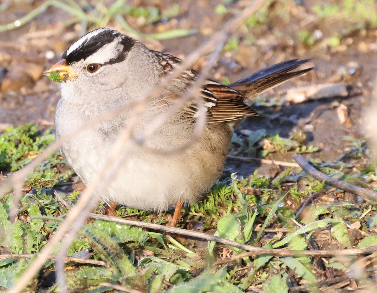 White-crowned Sparrow - ML614796481