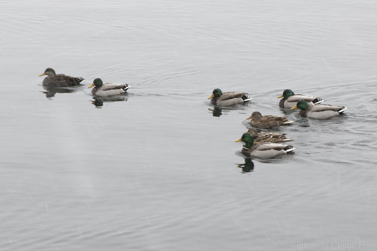 Canard noir - ML614796532