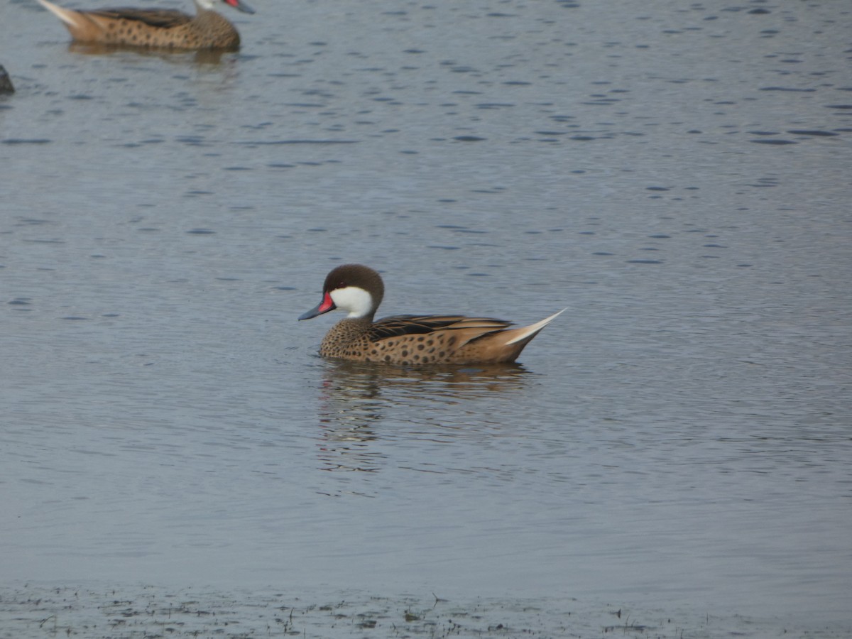 White-cheeked Pintail - ML614796562