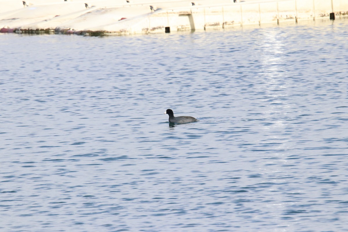 American Coot - Keith Matthieu