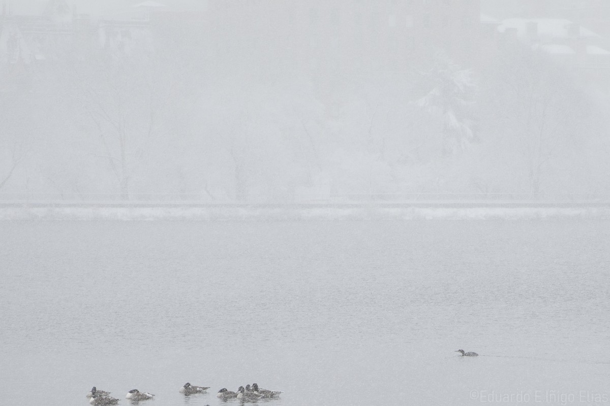 Common Loon - ML614796684