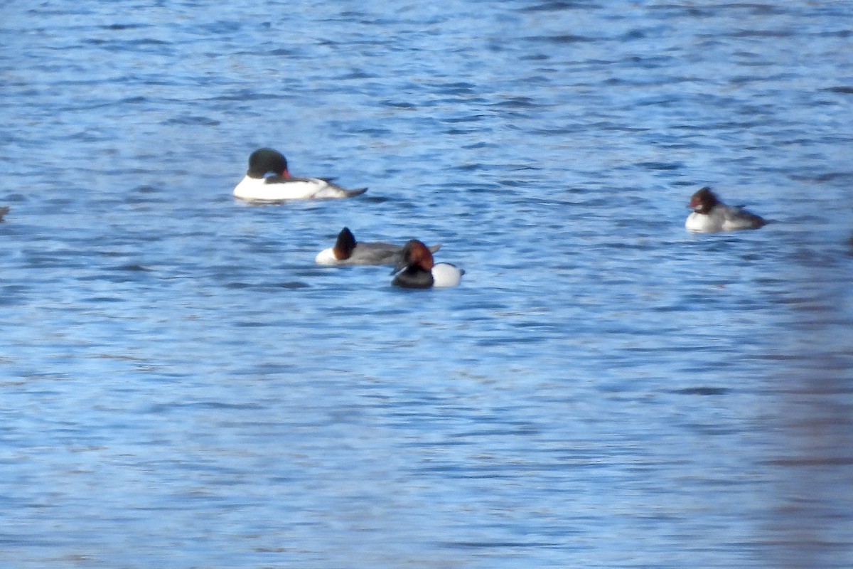 Canvasback - ML614796689