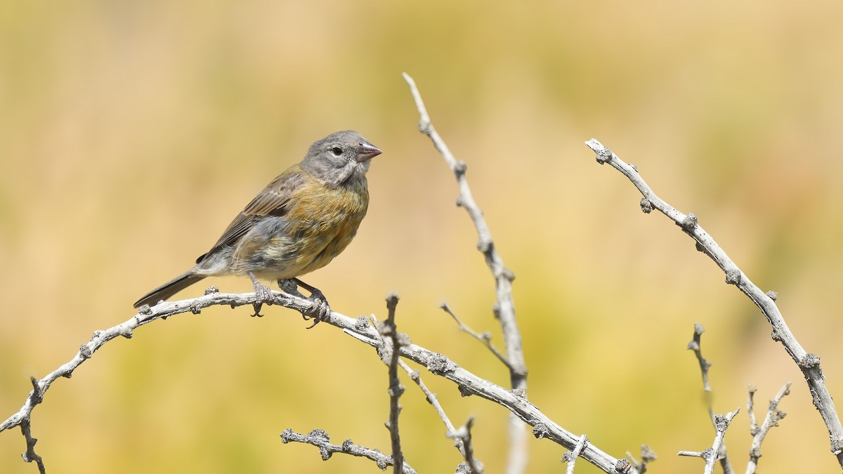 Gray-hooded Sierra Finch - ML614796690