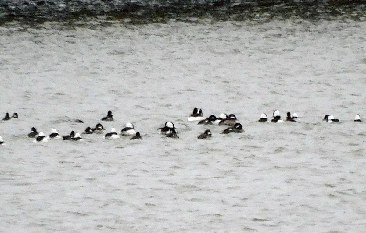 Bufflehead - ML614796706