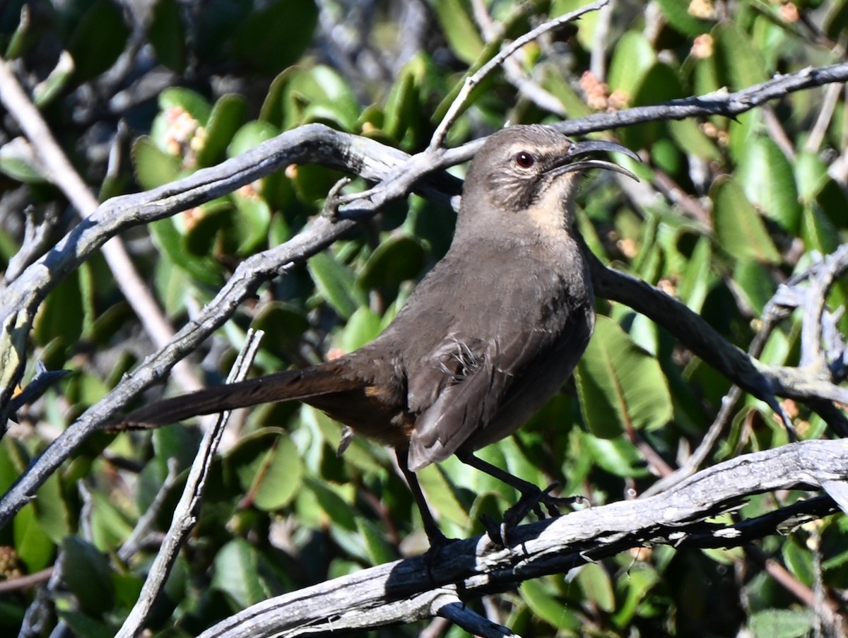 California Thrasher - ML614796725