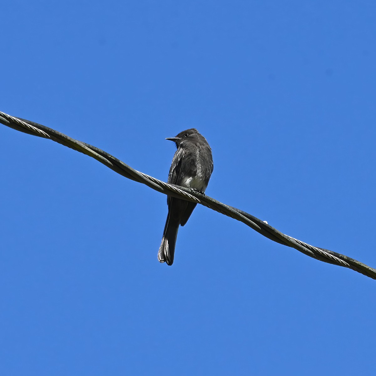 Black Phoebe - ML614796787