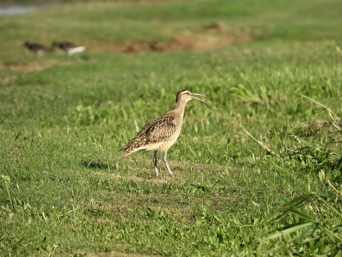 Bristle-thighed Curlew - Dana Sterner