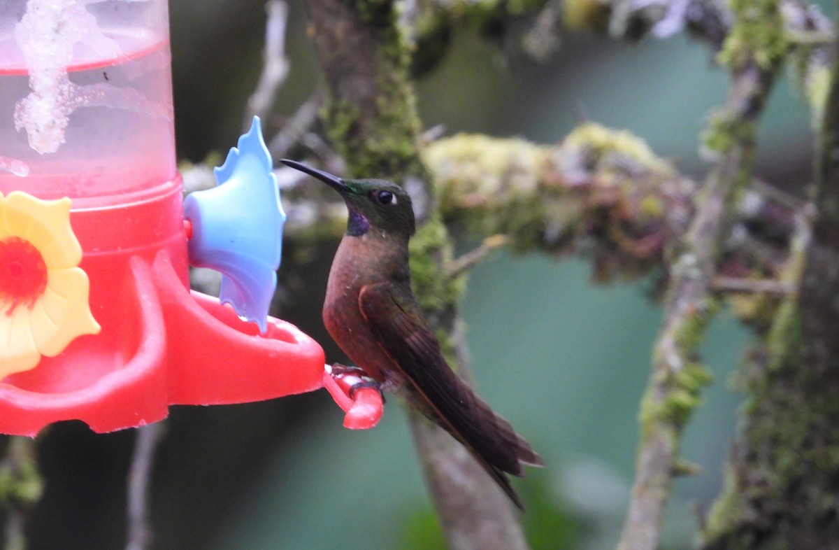 Fawn-breasted Brilliant - ML614796823