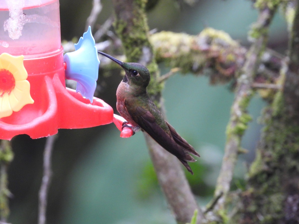 Fawn-breasted Brilliant - ML614796824