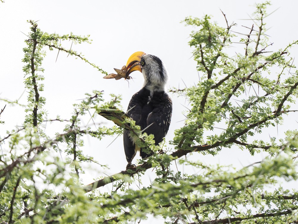 Eastern Yellow-billed Hornbill - ML614796856