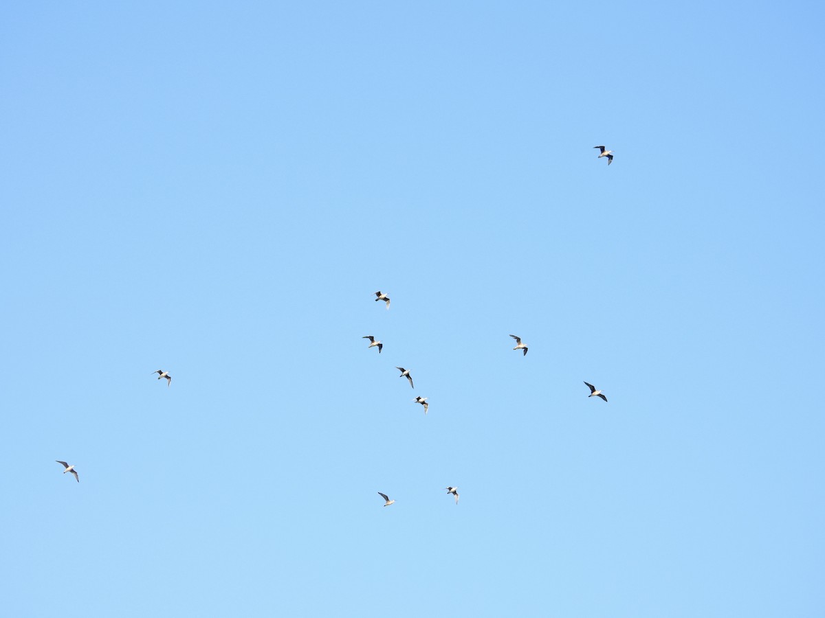 Bristle-thighed Curlew - Dana Sterner