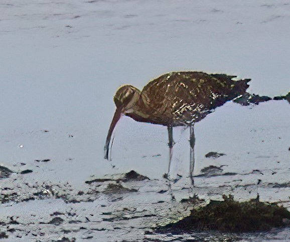 Eurasian Curlew - ML614796893