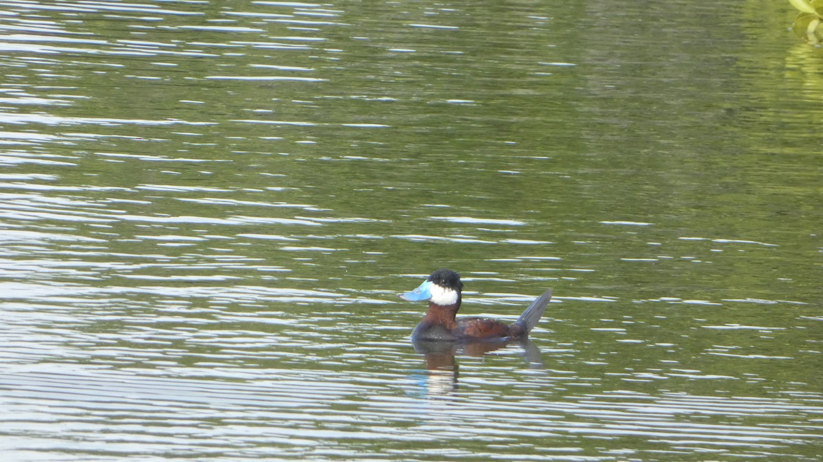 Ruddy Duck - Julien Gazal