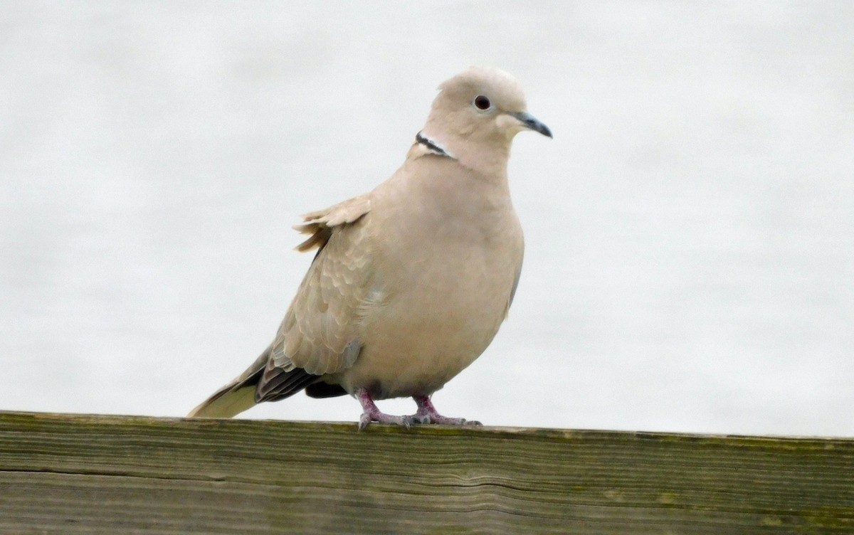 Eurasian Collared-Dove - ML614796929