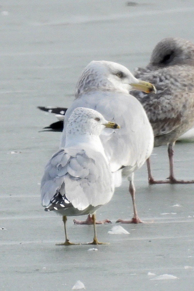 Ring-billed Gull - ML614796935