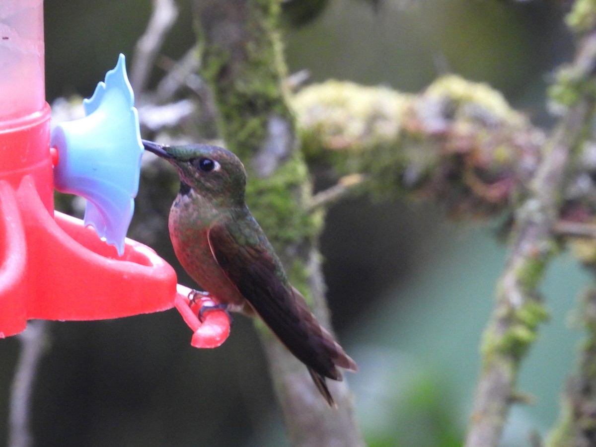 Fawn-breasted Brilliant - ML614797015