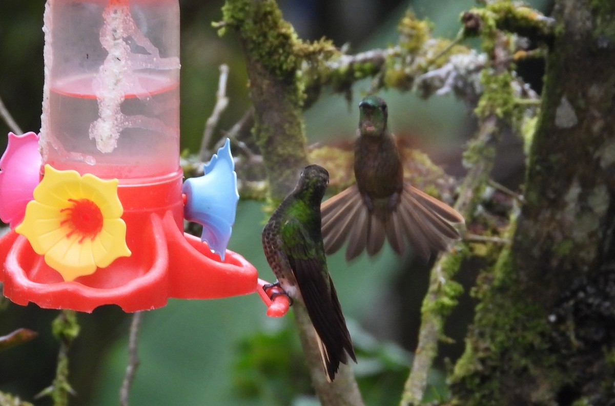 Fawn-breasted Brilliant - ML614797016