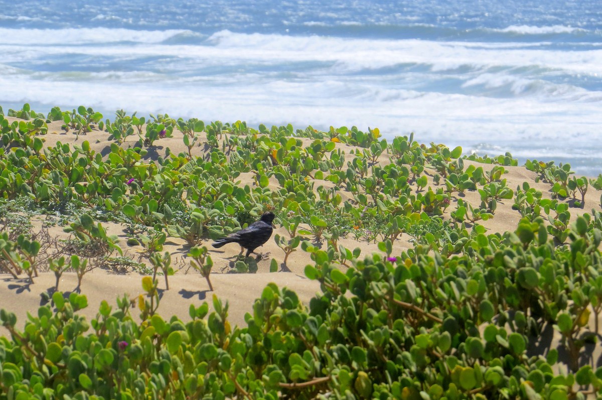 Brewer's Blackbird - ML614797039