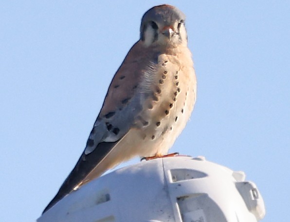 American Kestrel - ML614797044