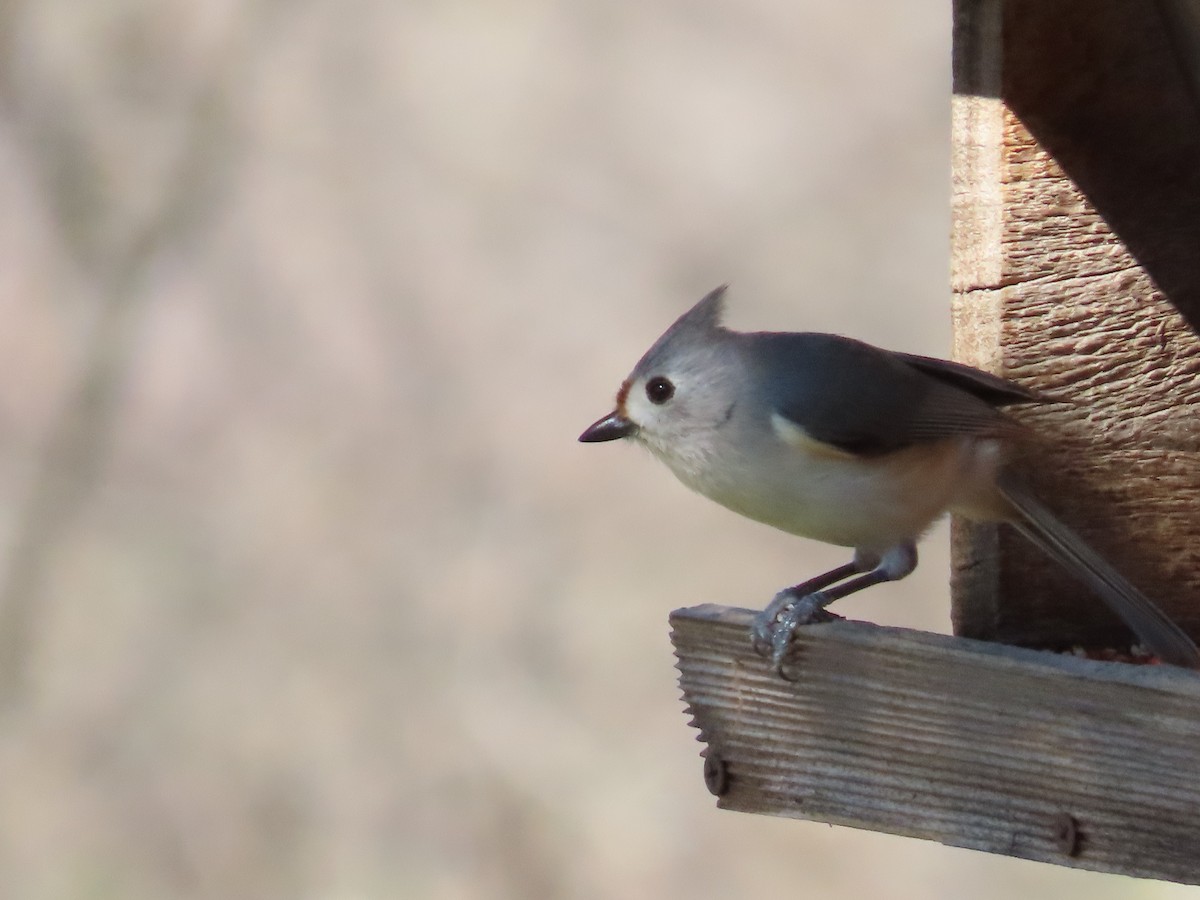 Tufted x Black-crested Titmouse (hybrid) - ML614797080