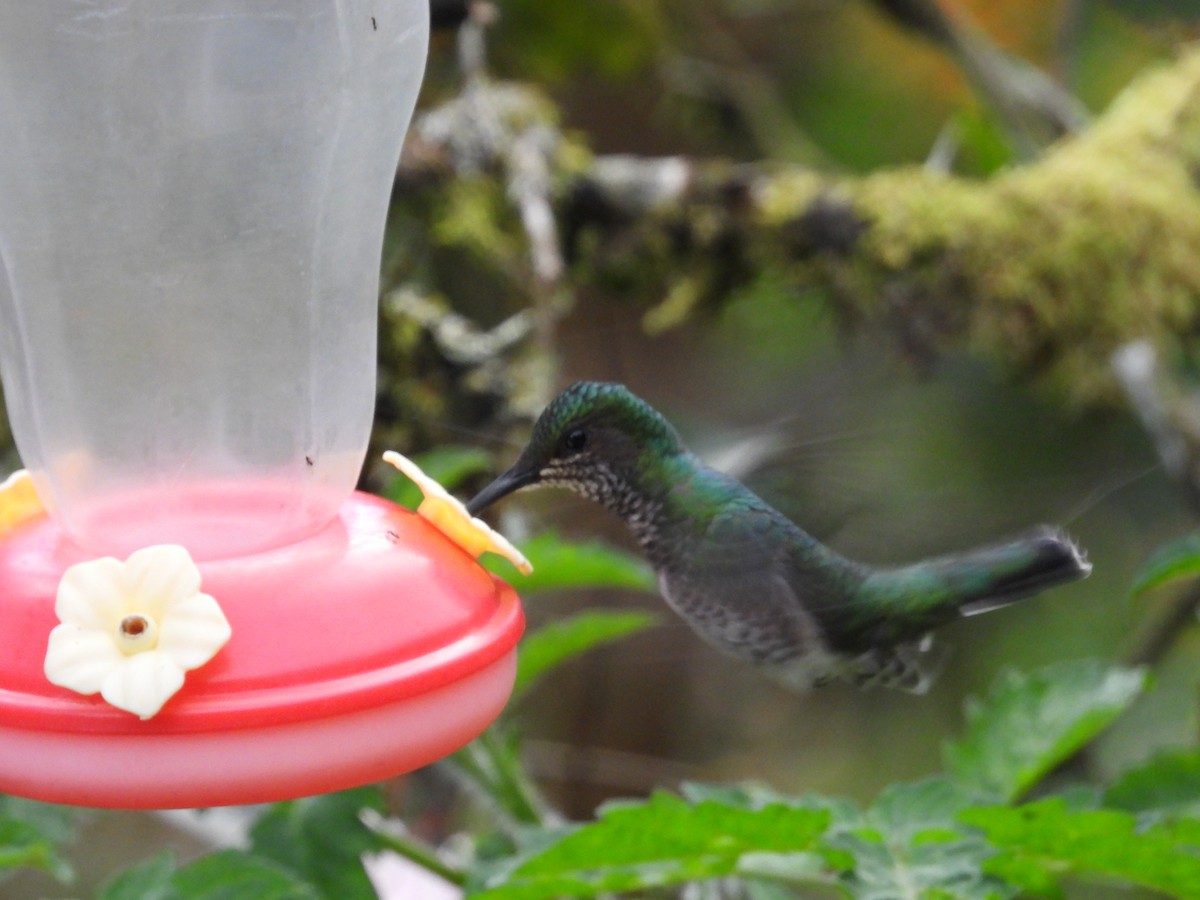 White-necked Jacobin - ML614797115