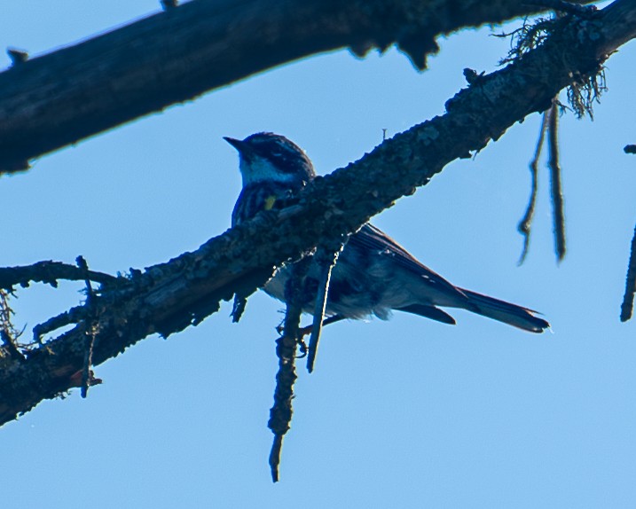 Yellow-rumped Warbler - ML614797175