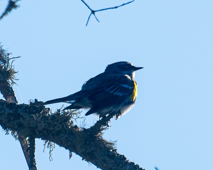 Yellow-rumped Warbler - ML614797176