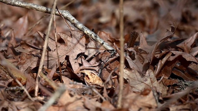 Carolina Wren - ML614797220