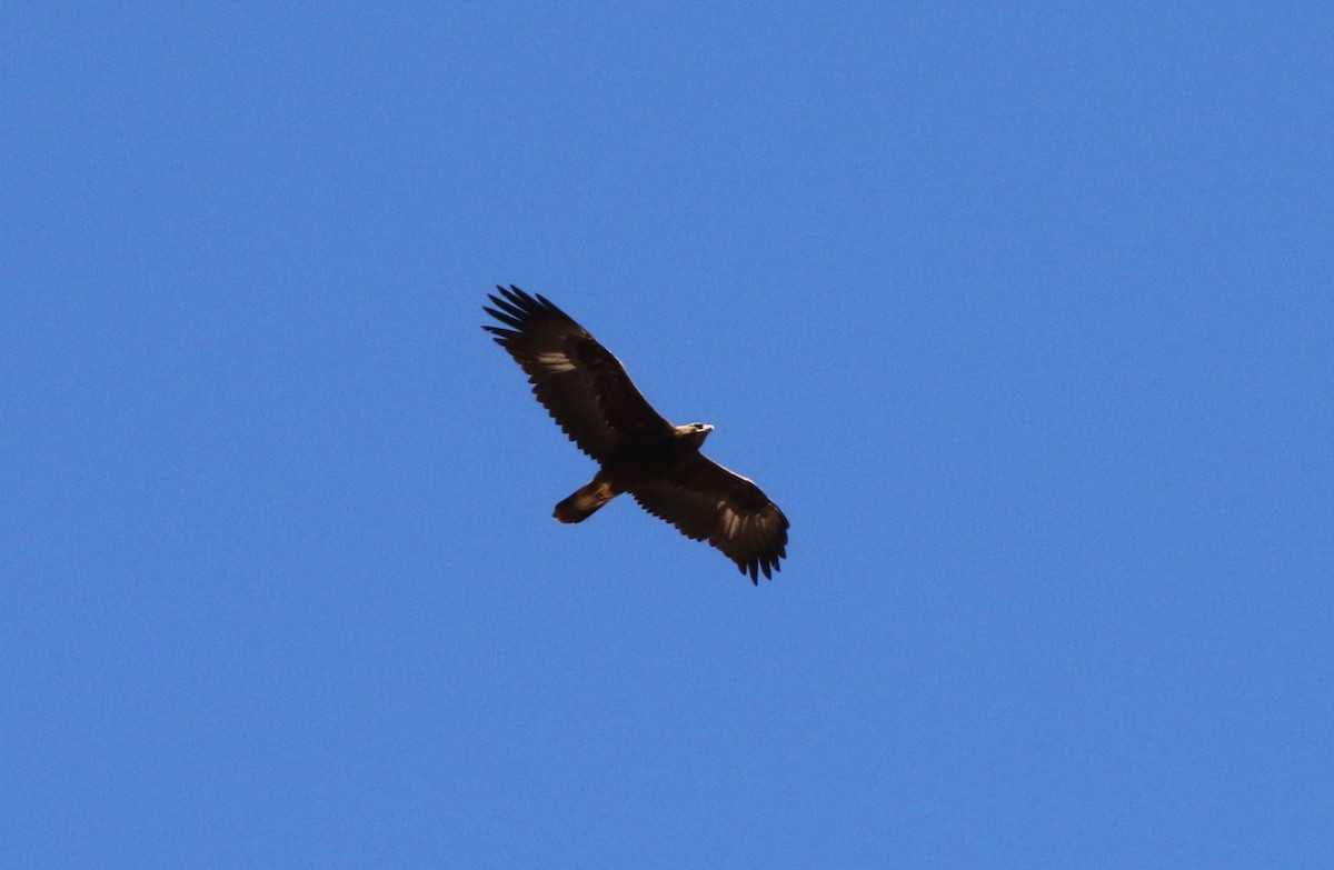 Golden Eagle - Steven Glynn