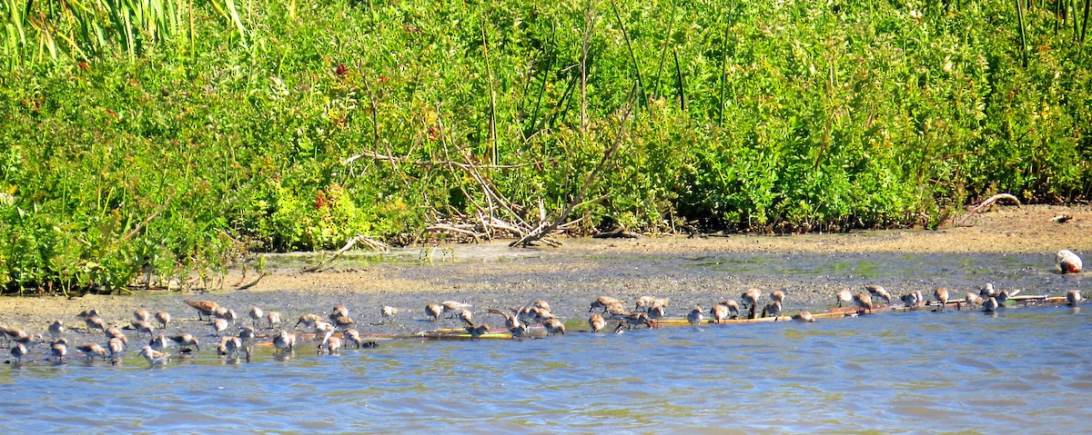 Dunlin - ML614797299