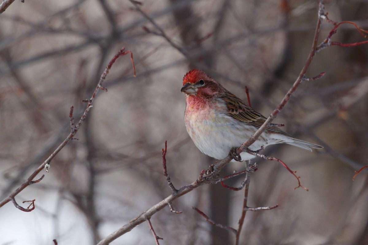 Cassin's Finch - ML614797309