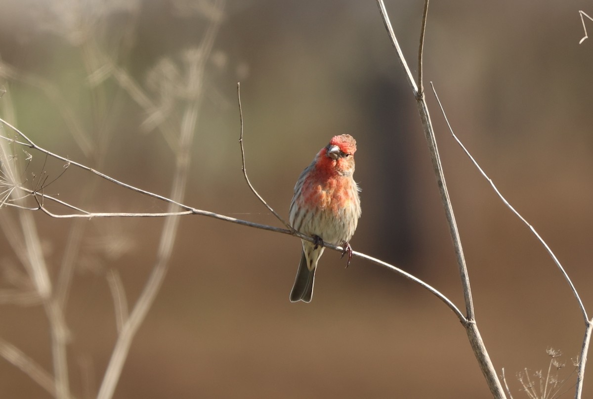 House Finch - ML614797320