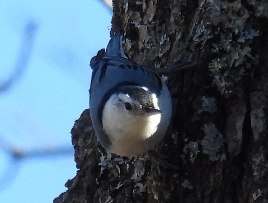 White-breasted Nuthatch - ML614797382