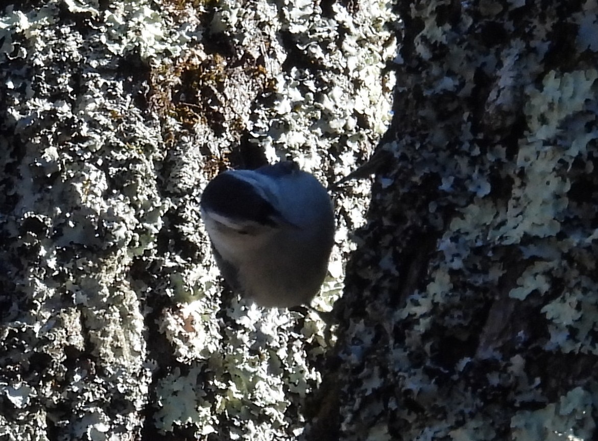 White-breasted Nuthatch - ML614797383