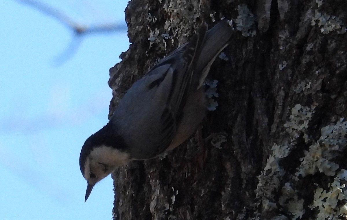 White-breasted Nuthatch - ML614797384
