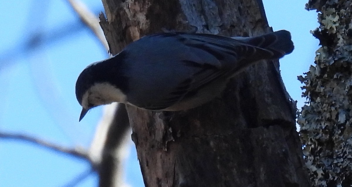 White-breasted Nuthatch - ML614797385