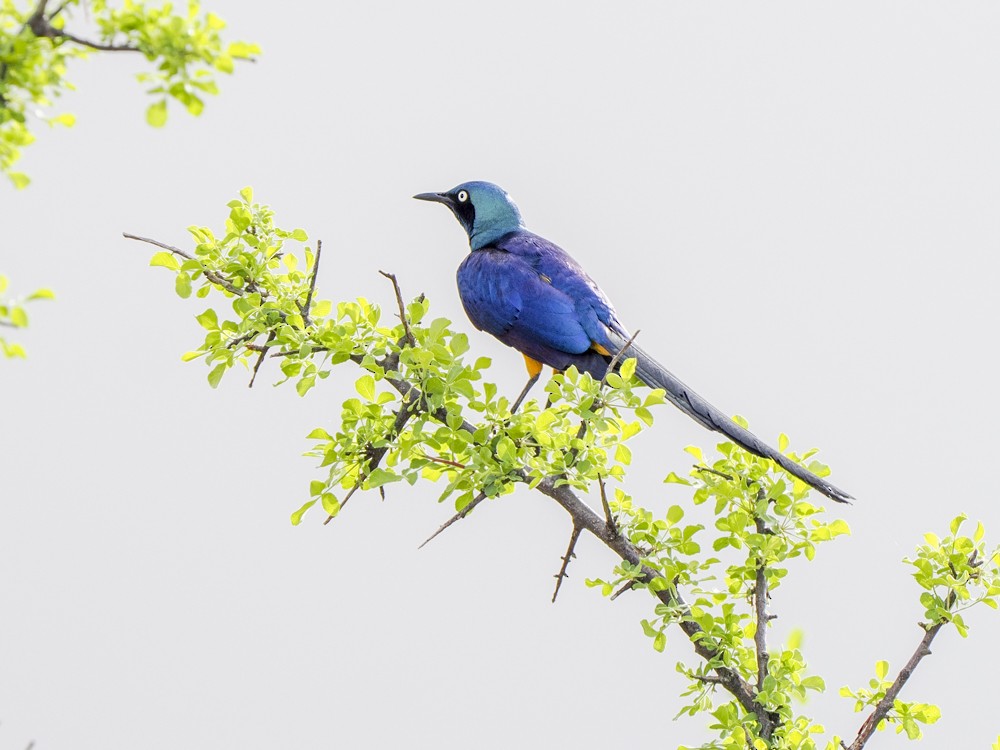 Golden-breasted Starling - ML614797394