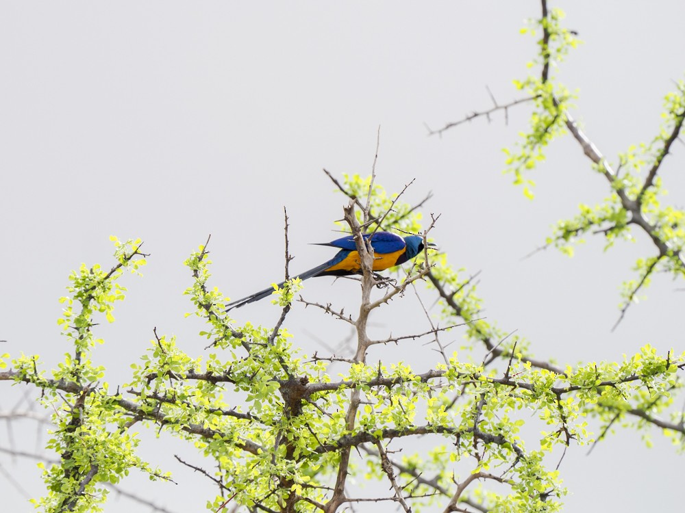 Golden-breasted Starling - ML614797395