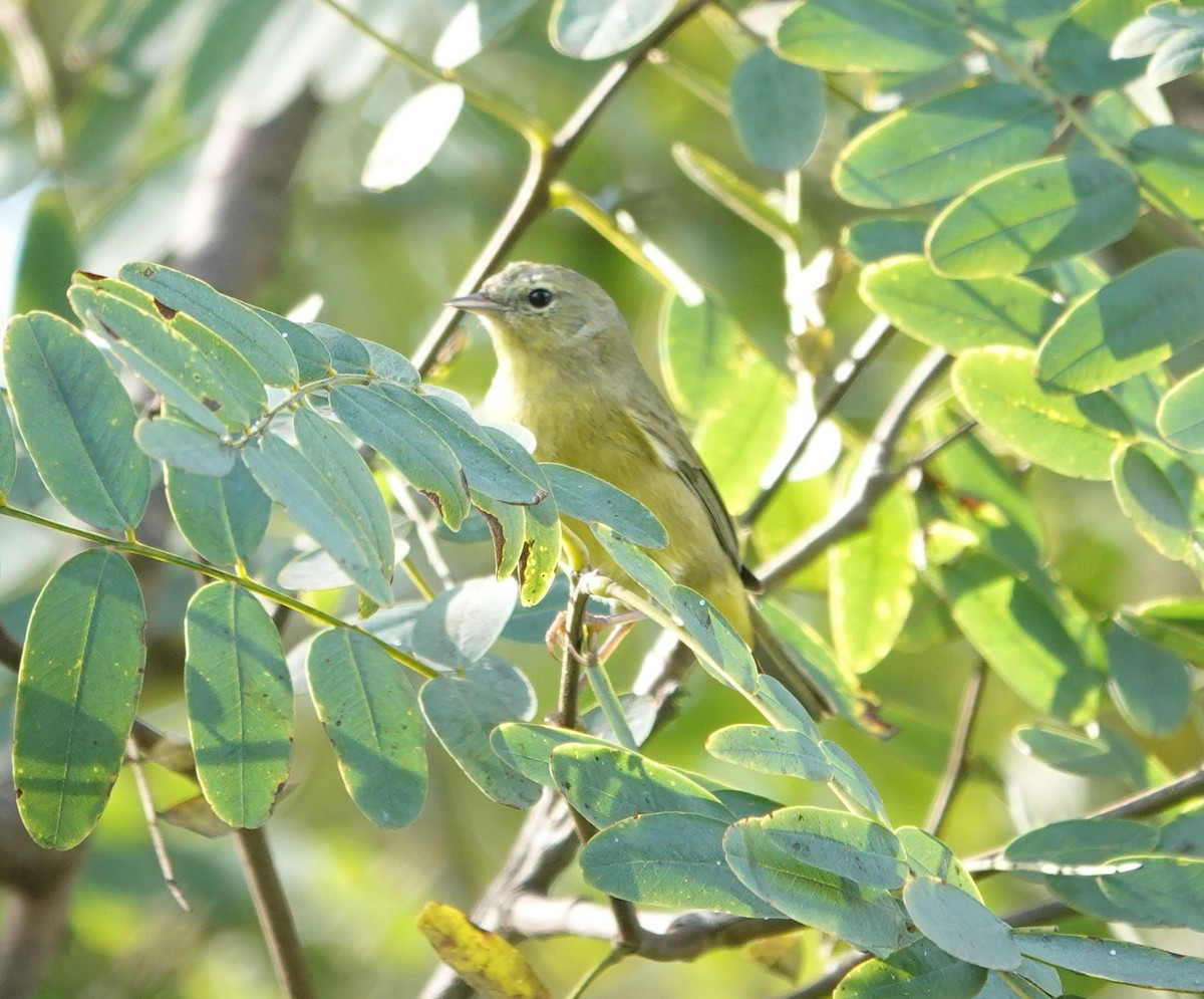 Orange-crowned Warbler (Gray-headed) - Sylvia Afable