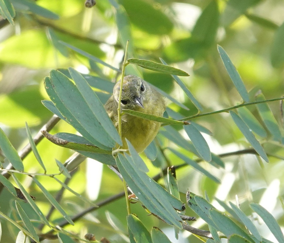 Orange-crowned Warbler (Gray-headed) - Sylvia Afable