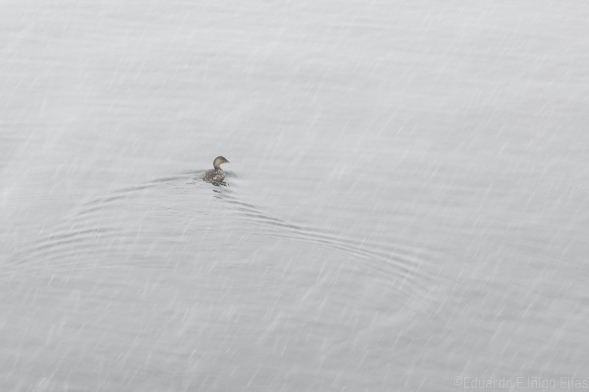 Pied-billed Grebe - ML614797422