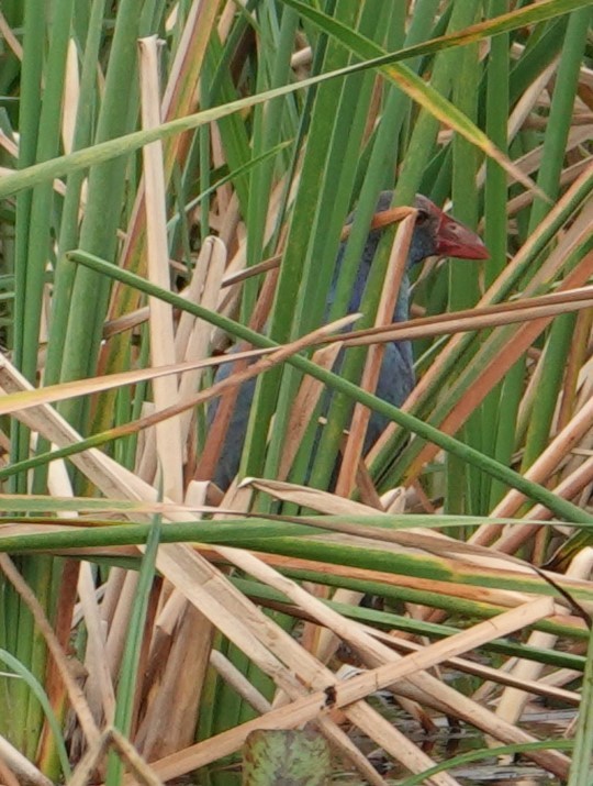 Gray-headed Swamphen - ML614797428