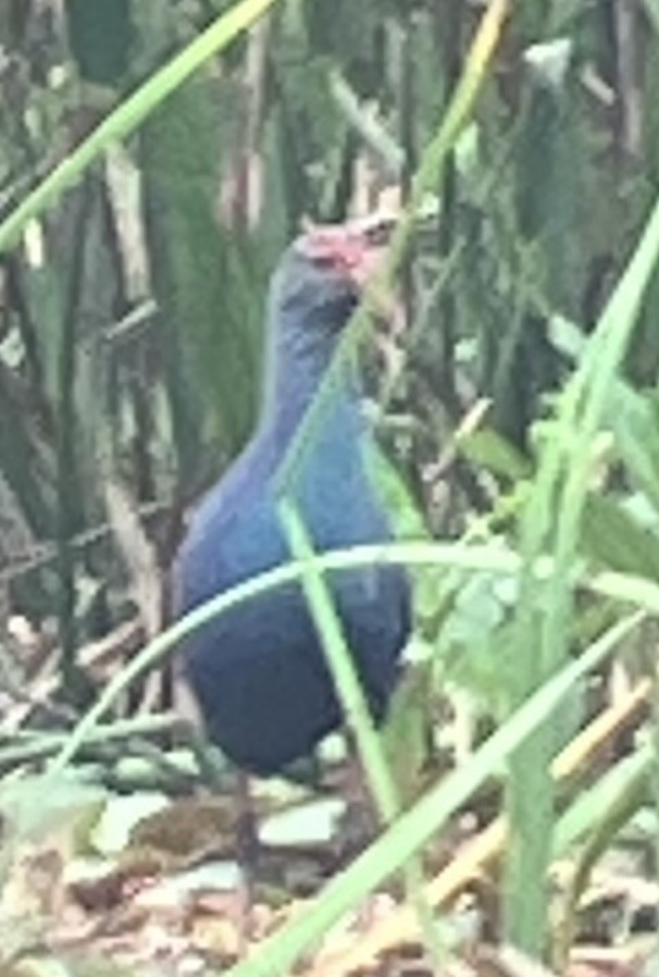 Gray-headed Swamphen - ML614797439