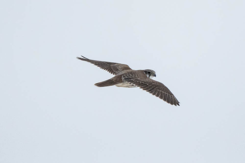 Prairie Falcon - Gray Carlin