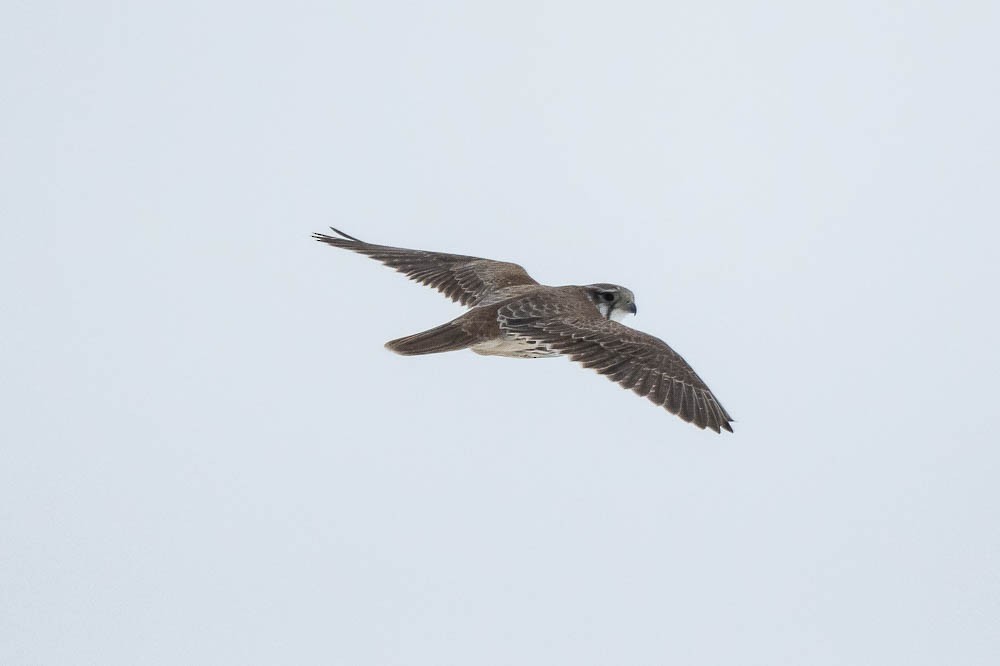 Prairie Falcon - ML614797442